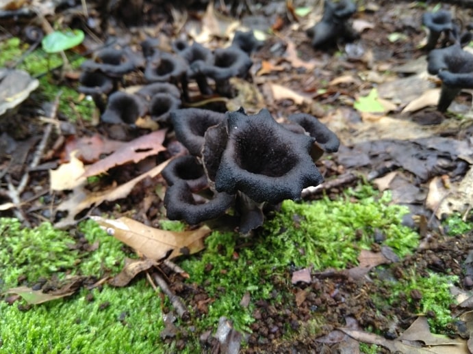 Black Trumpet (Craterellus fallax) - Boreal Forest Mushrooms