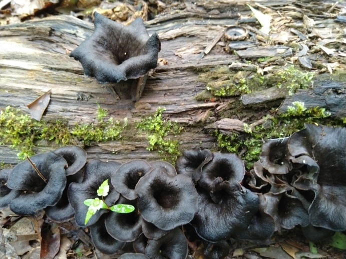 Black Trumpet (Craterellus fallax) - Boreal Forest Mushroomsv