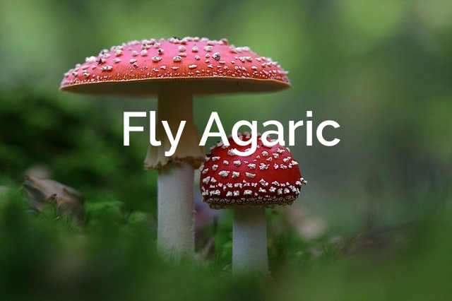 Forage for Amanita Muscaria Mushroom