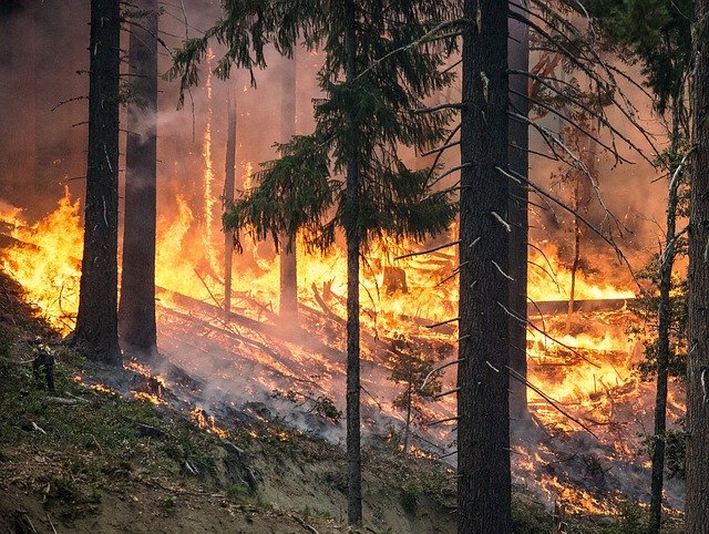 Forest-Fire-Mushroom-Harvesting