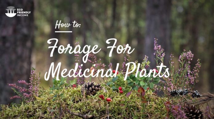 How to Forage For Medicinal Plants