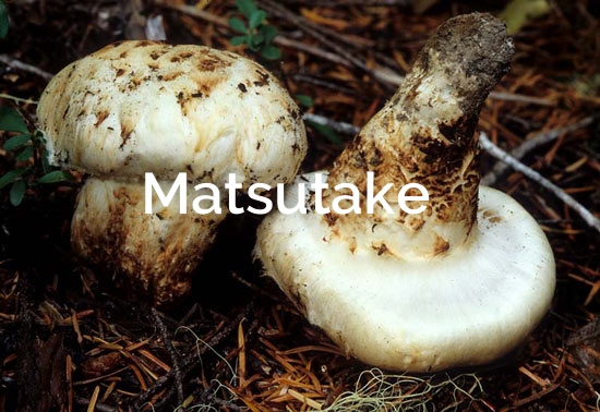 Matsutake (Tricholoma magnivelare)