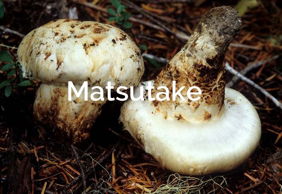 Matsutake (Tricholoma magnivelare)