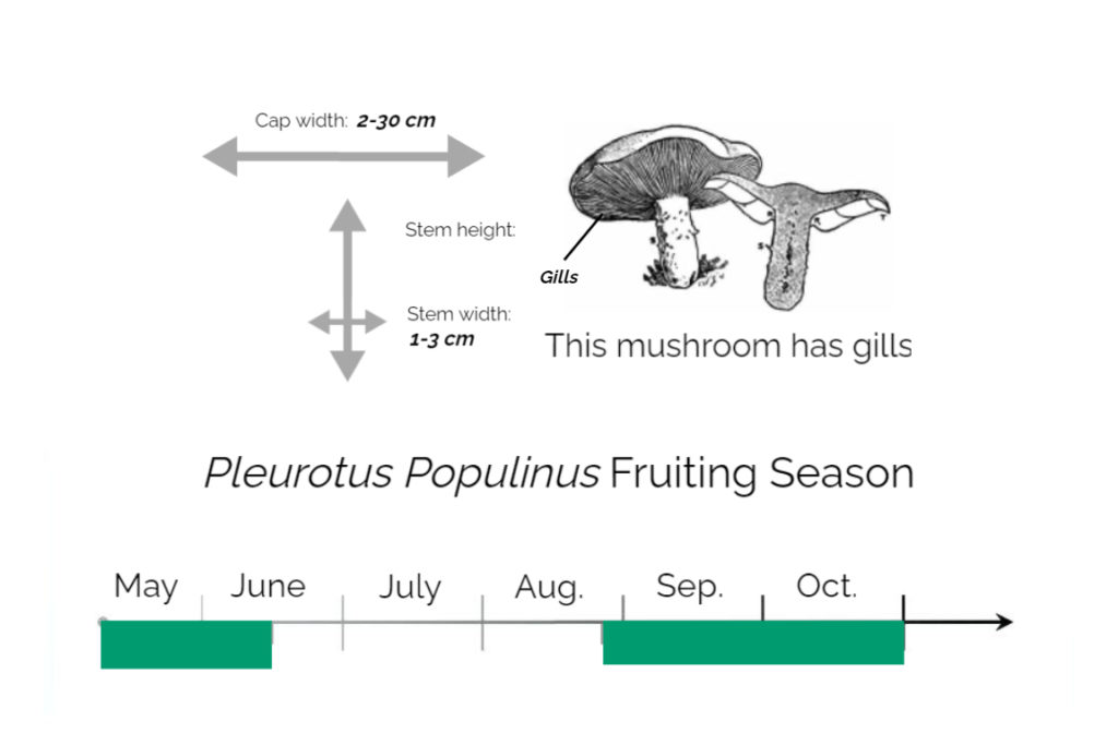 Pleurotus-Populinus-Information-Chart