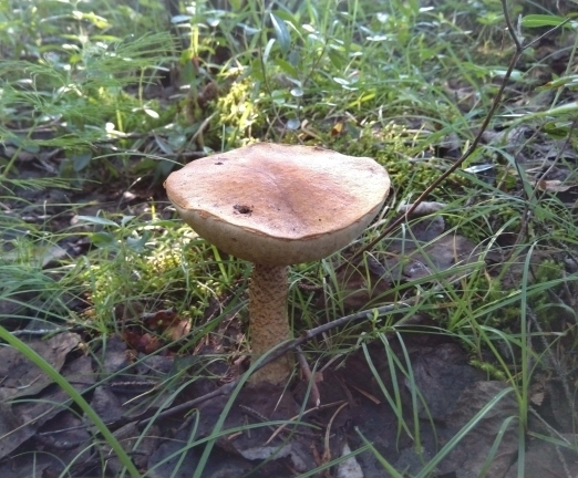 Porcini Mushroom Mature Boletus Edulis