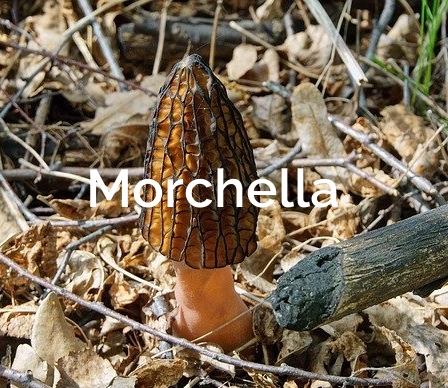 True-Morel-Foraging-Morchella