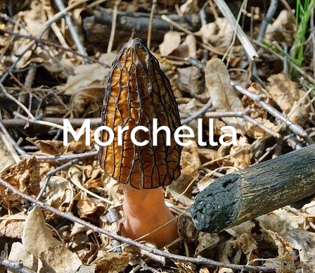 True-Morel-Foraging-Morchella