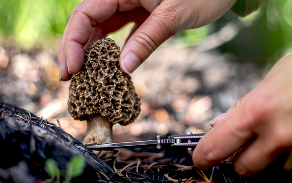 How to Harvest Mushrooms