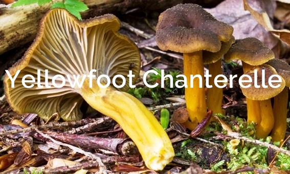 Yellowfoot Chanterelle craterellus tubaeformis