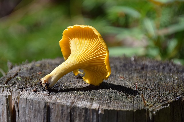 cut chanterelle