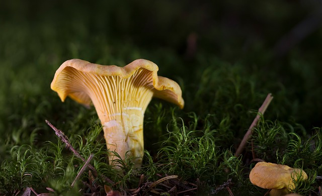 chanterelle in moss