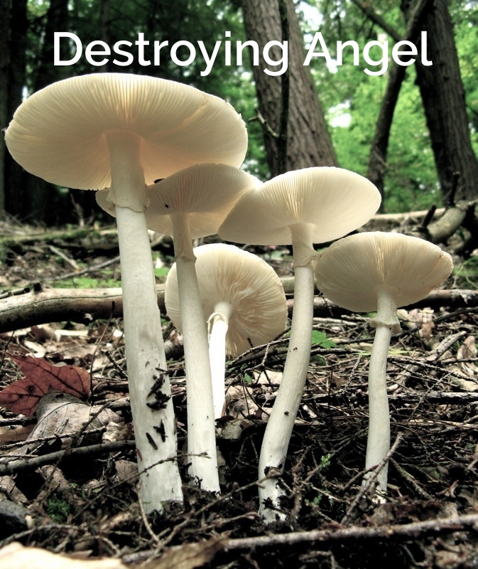 Destroying Angel (Amanita Bisporigera)