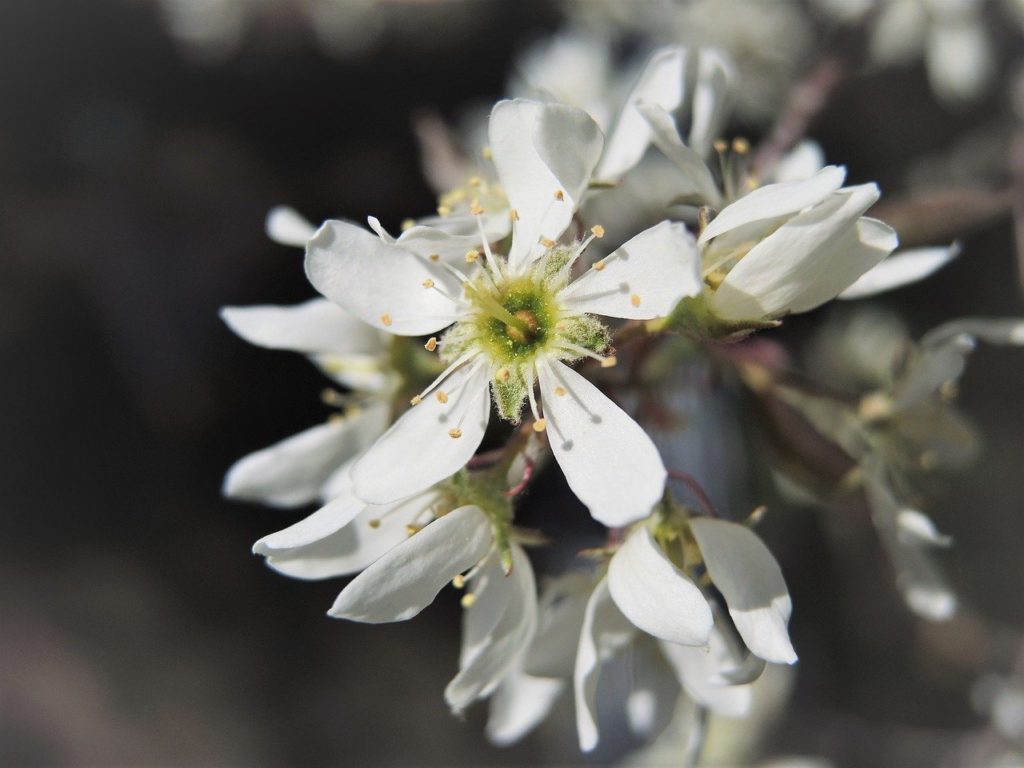 serviceberry amelanchier boreal forest medicinal plants