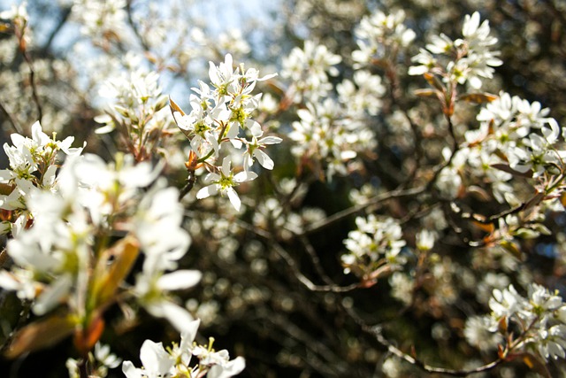 serviceberry amelanchier boreal forest medicinal plants