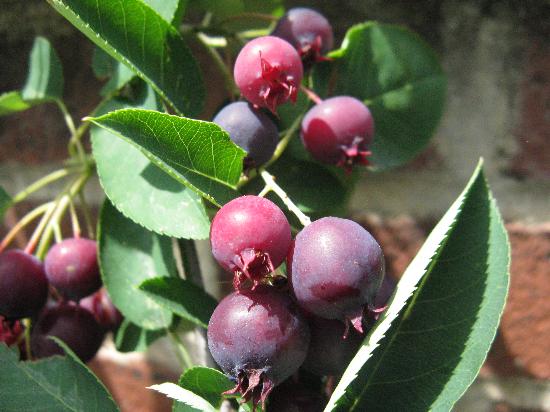 serviceberry amelanchier boreal forest medicinal plants