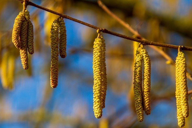 beaked hazelnut corylus cornuta boreal forest medicinal plant