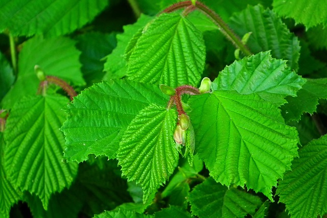 beaked hazelnut corylus cornuta boreal forest medicinal plant