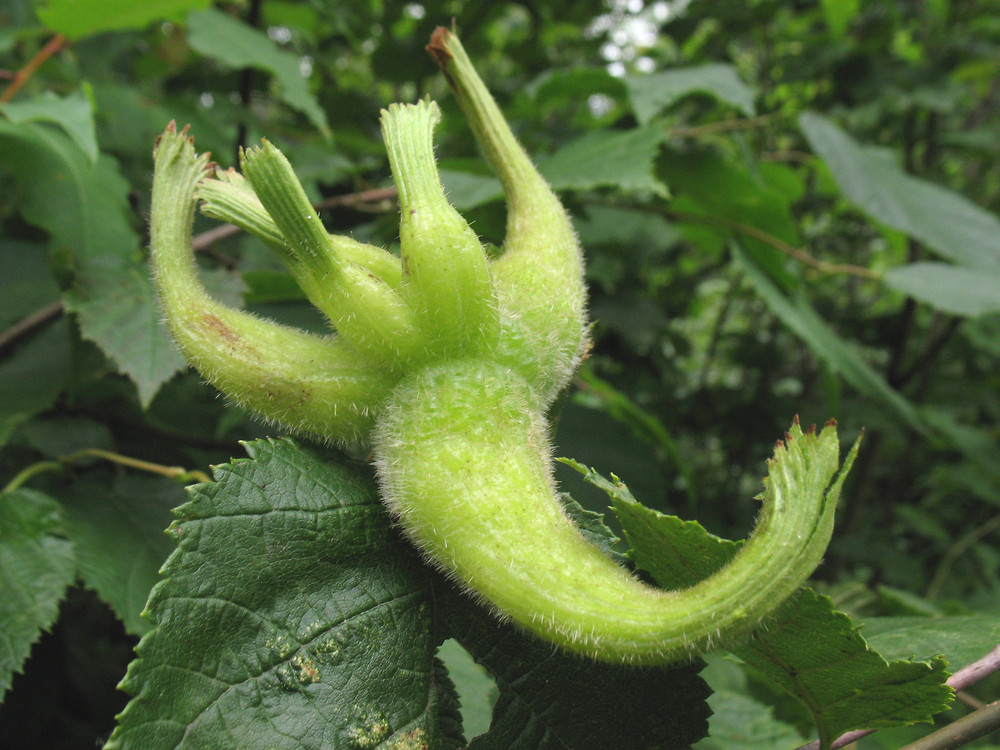 beaked hazelnut corylus cornuta boreal forest medicinal plant