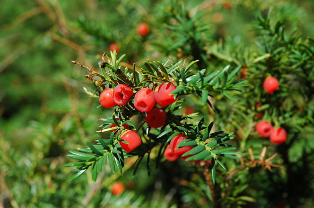 Boreal Forest Medicinal Plants: The Illustrated Foraging Guide