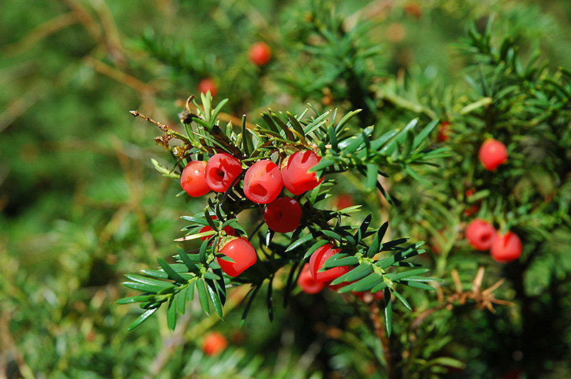 Canada yew taxus canadensis boreal forest medicinal plant