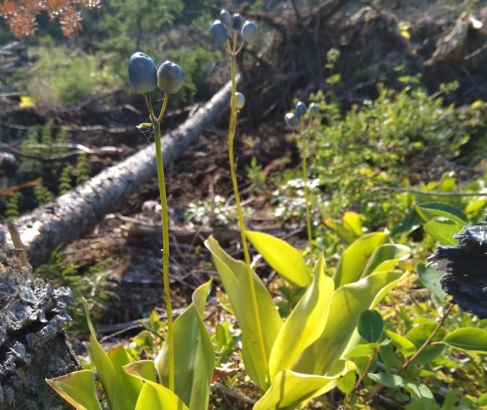 Boreal Forest Medicinal Plants The Illustrated Foraging Guide