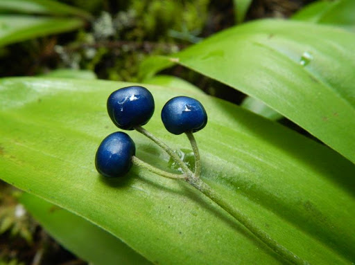 clintonia borealis boreal forest medicinal plant