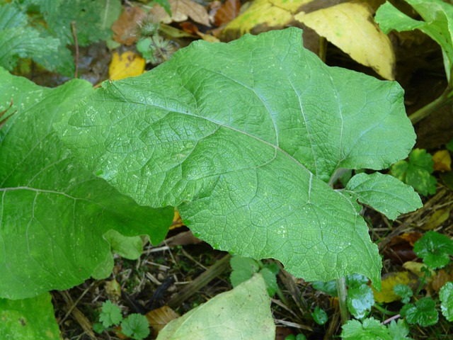 common burdock arctium minus boreal forest medicinal plant