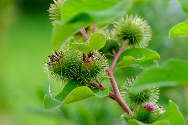 common burdock arctium minus boreal forest medicinal plant