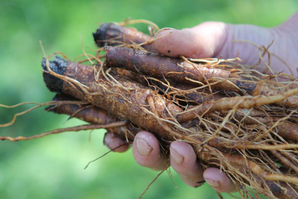 common burdock arctium minus boreal forest medicinal plant