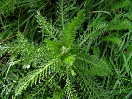 common Yarrow achillea millefolium boreal forest medicinal plant