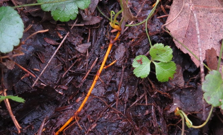 threeleaf goldthread coptis trifolia boreal forest medicinal plant