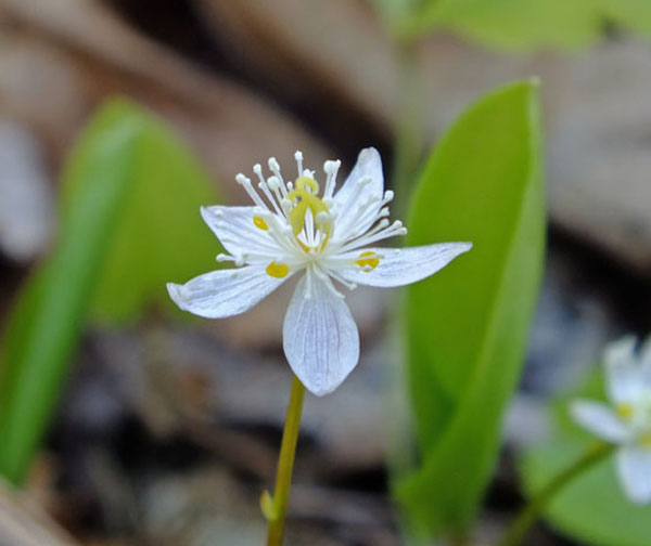 threeleaf goldthread coptis trifolia boreal forest medicinal plant