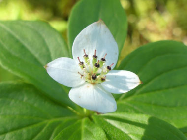 Bunchberry cornus canadensis boreal forest medicinal plants