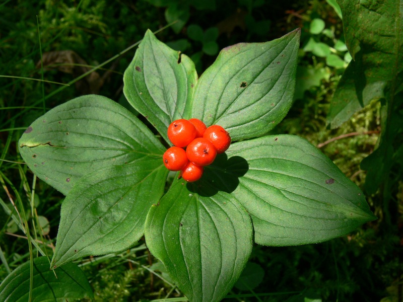 Bunchberry cornus canadensis boreal forest medicinal plants