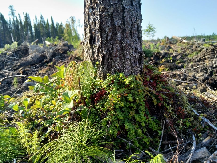 Creeping snowberry gaultheria hispidula boreal forest medicinal plant