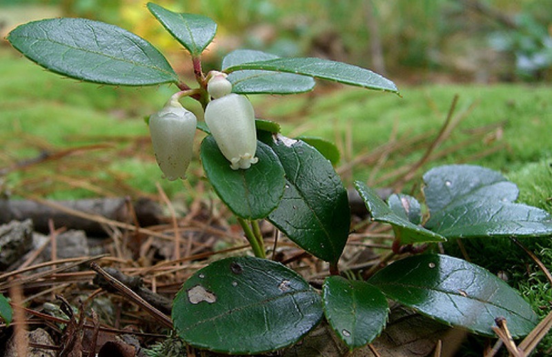 eastern teaberry gaultheria procumbens boreal forest medicinal plant