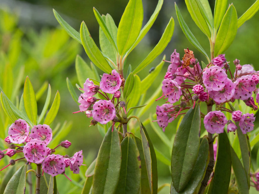 sheep laurel kalmia angustifolia boreal forest medicinal plants