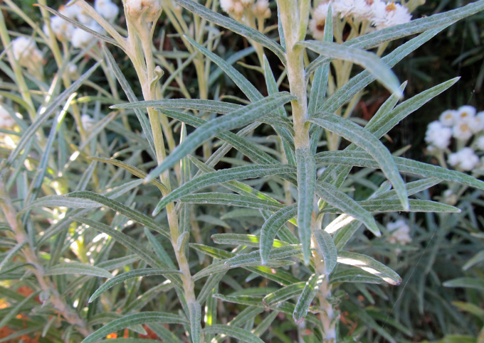 pearly everlasting anaphalis margaritacea boreal forest medicinal plant