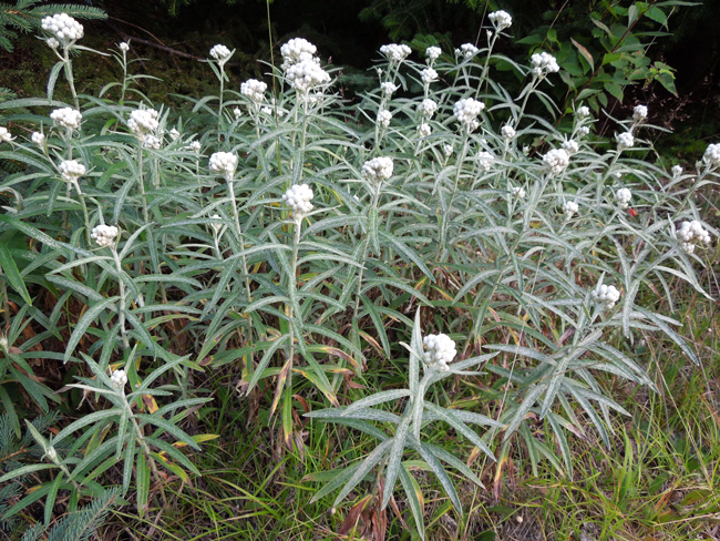 pearly everlasting anaphalis margaritacea boreal forest medicinal plant