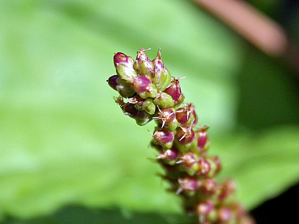 common plantain plantago major boreal forest medicinal plant