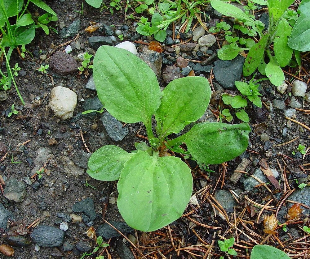 common plantain plantago major boreal forest medicinal plant