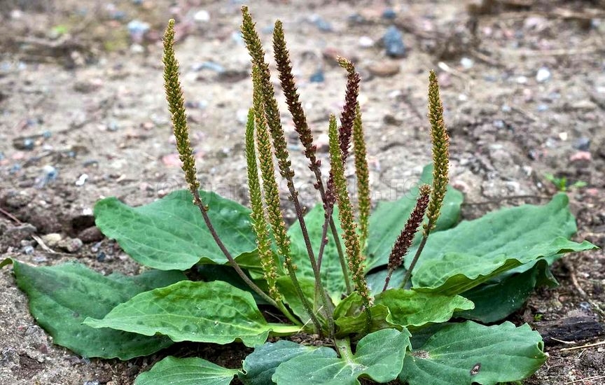 common plantain plantago major boreal forest medicinal plant