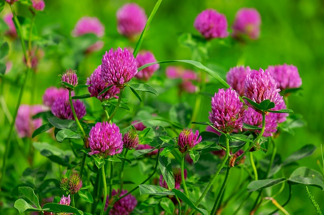 red clover trifolium pratense boreal forest medicinal plants