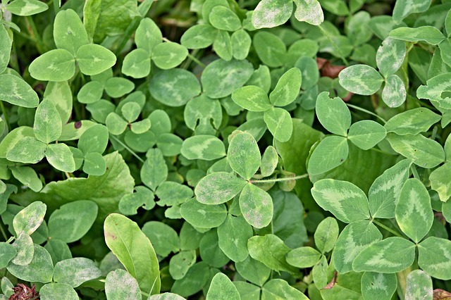 red clover trifolium pratense boreal forest medicinal plants