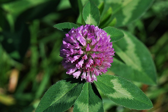 Red-Clover-trifolium-pratense-medicinal-plant