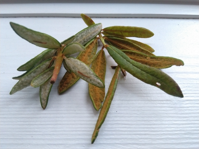 Rhododendron-Groenlandicum-labrador-tea-boreal-forest-medicinal-plant