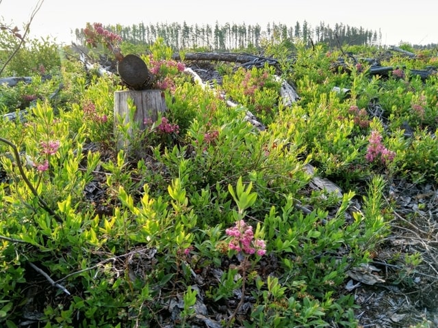 sheep laurel kalmia angustifolia boreal forest medicinal plants