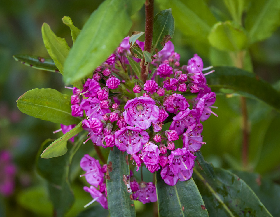 Sheep-Laurel-Kalmia-angustifolia-medicinal-plant