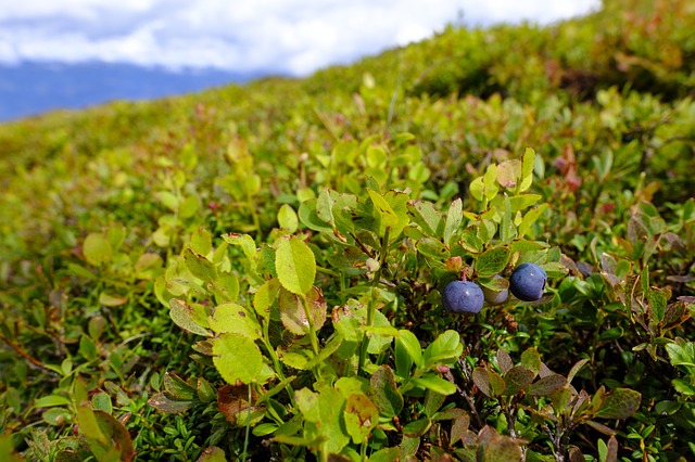 serviceberry amelanchier boreal forest medicinal plants