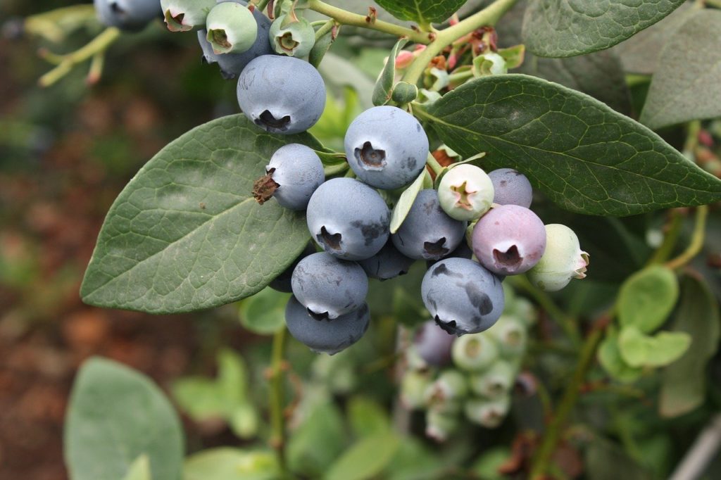 blueberry vaccinium L. boreal forest medicinal plant